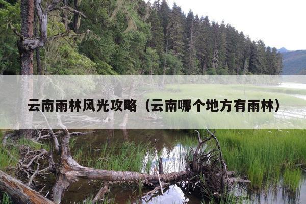 云南雨林风光攻略（云南哪个地方有雨林）