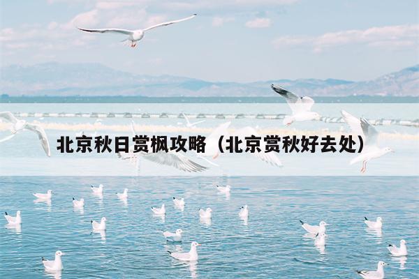 北京秋日赏枫攻略（北京赏秋好去处）