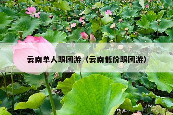 云南单人跟团游（云南低价跟团游）